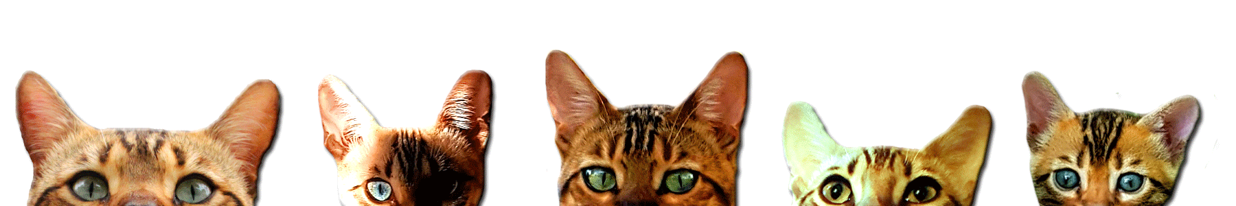 cats