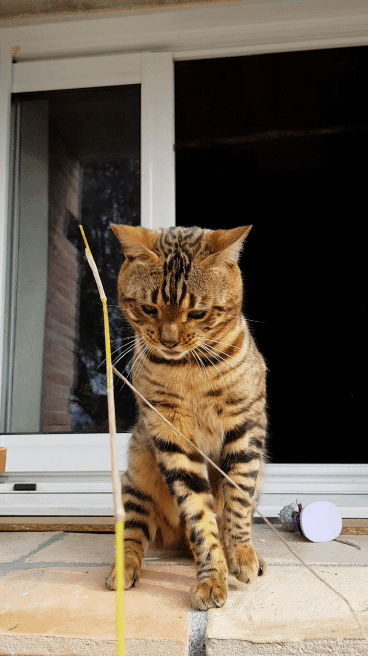 Bengal