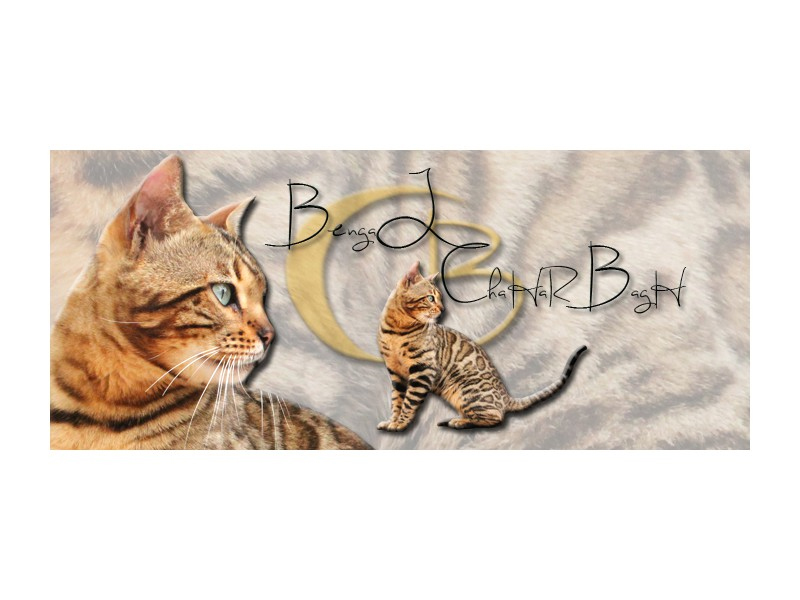 ELEVAGE DE CHATS BENGALS