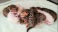 Des chatons bien dans leurs pattes...