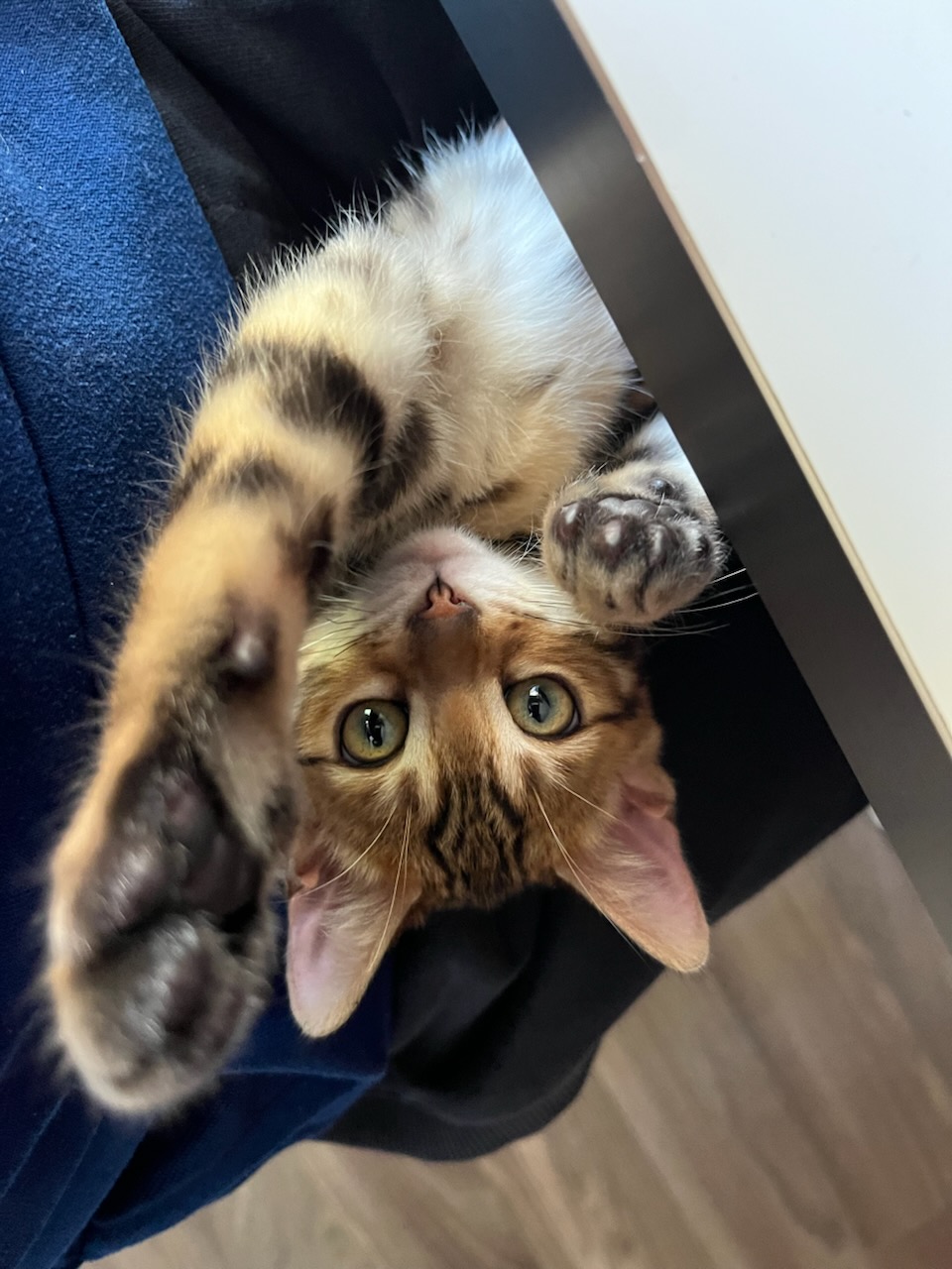cats
