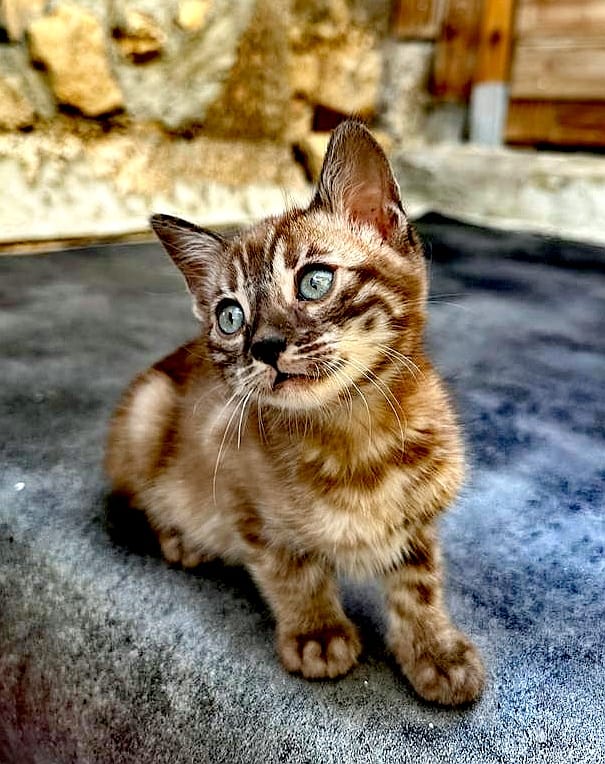 cats