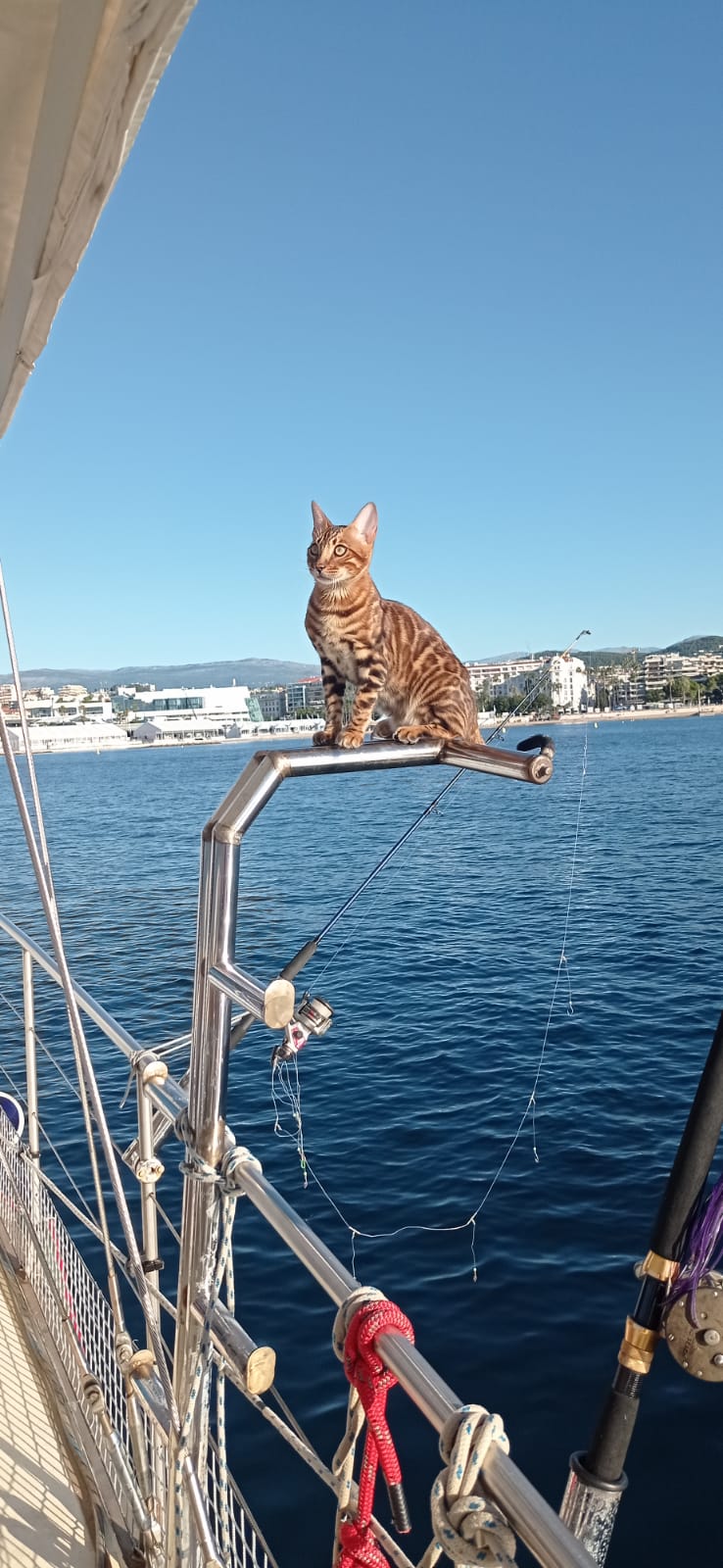 cats