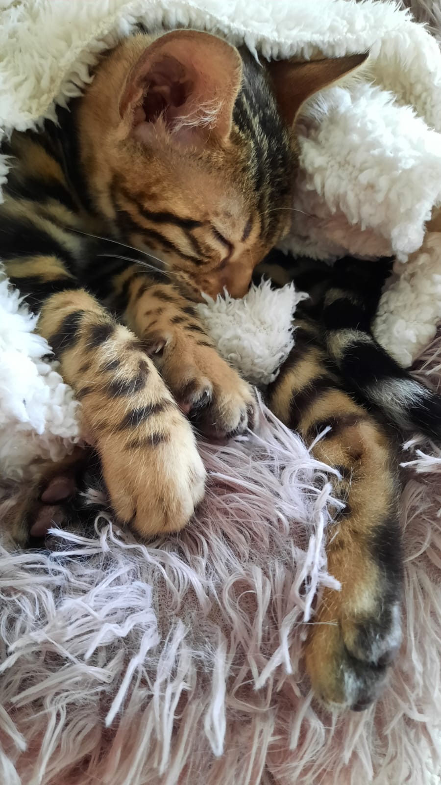 cats
