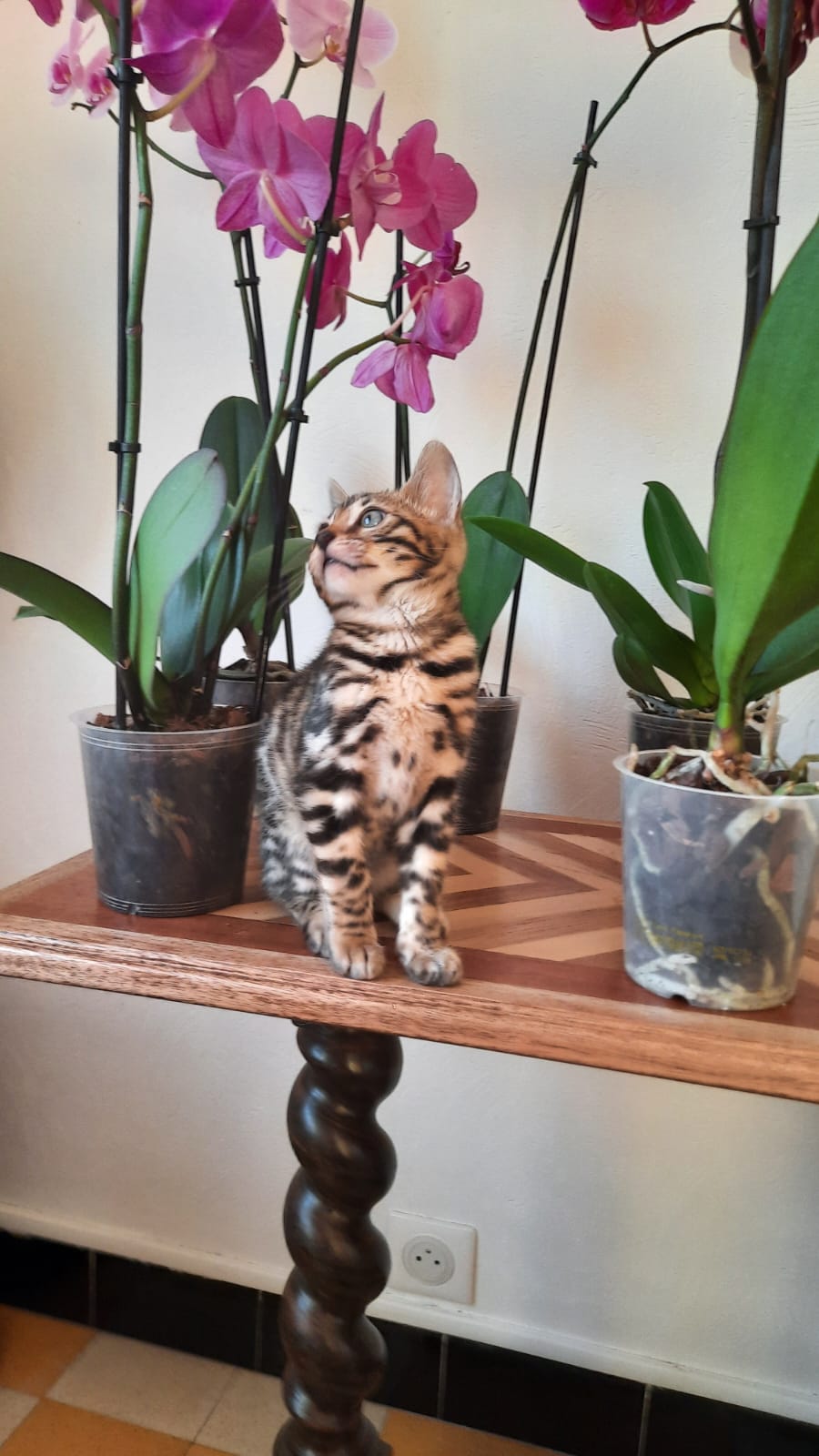 cats