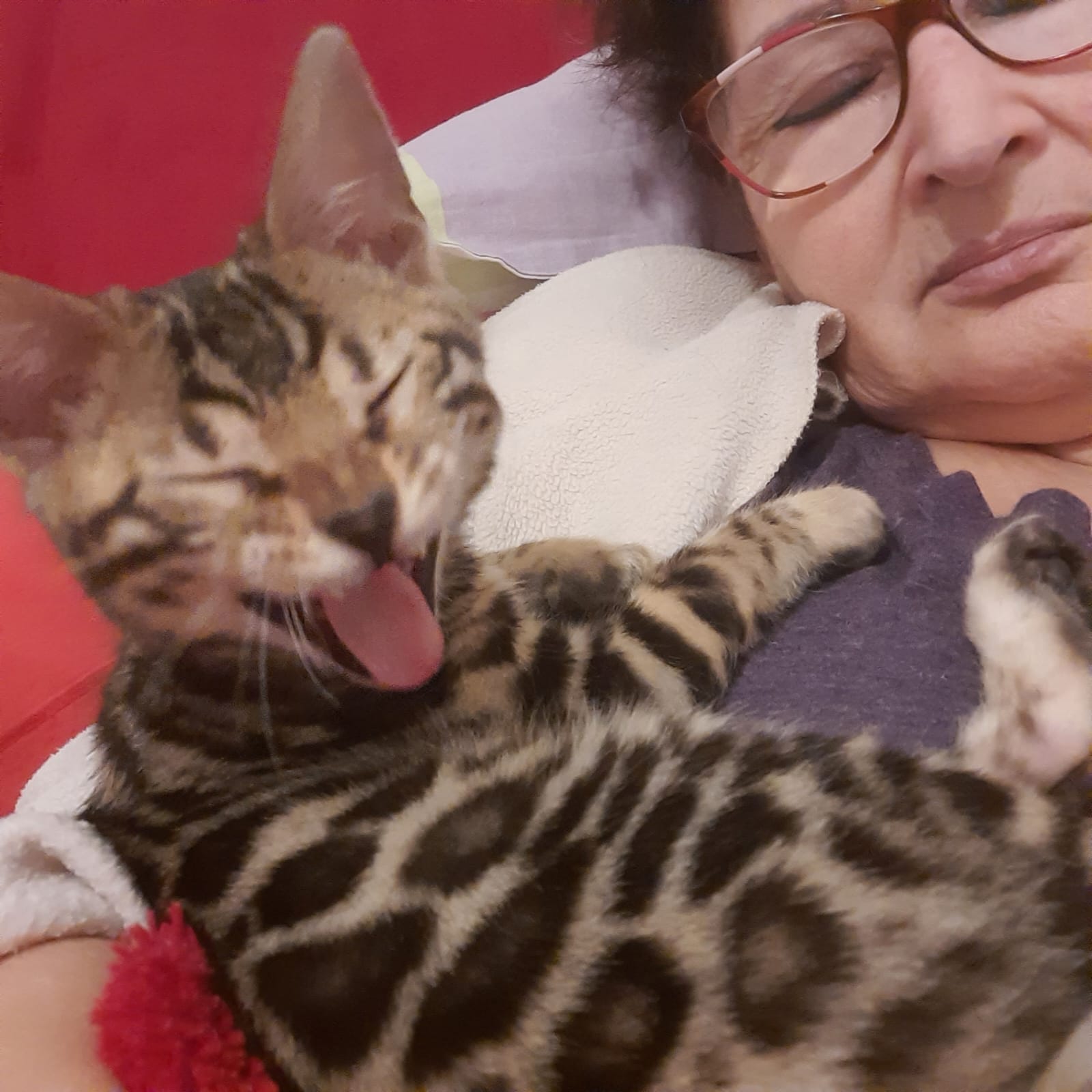 cats