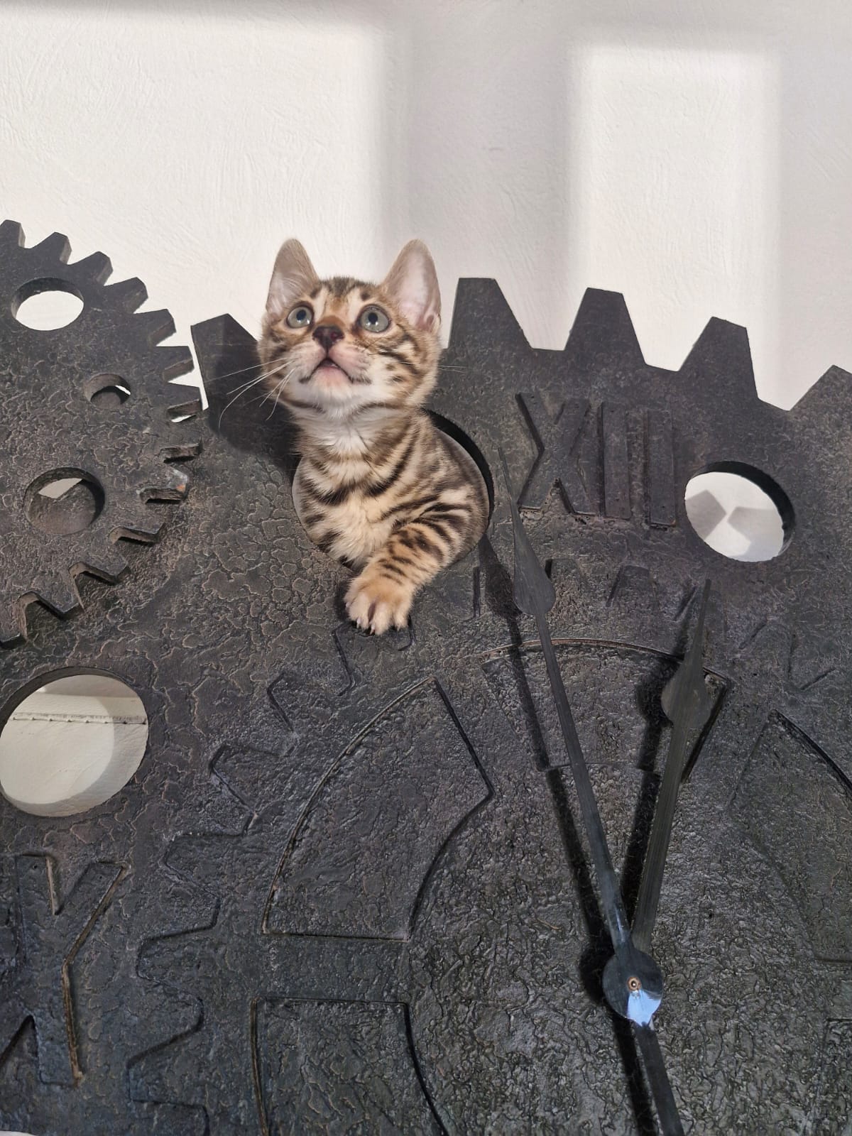 cats