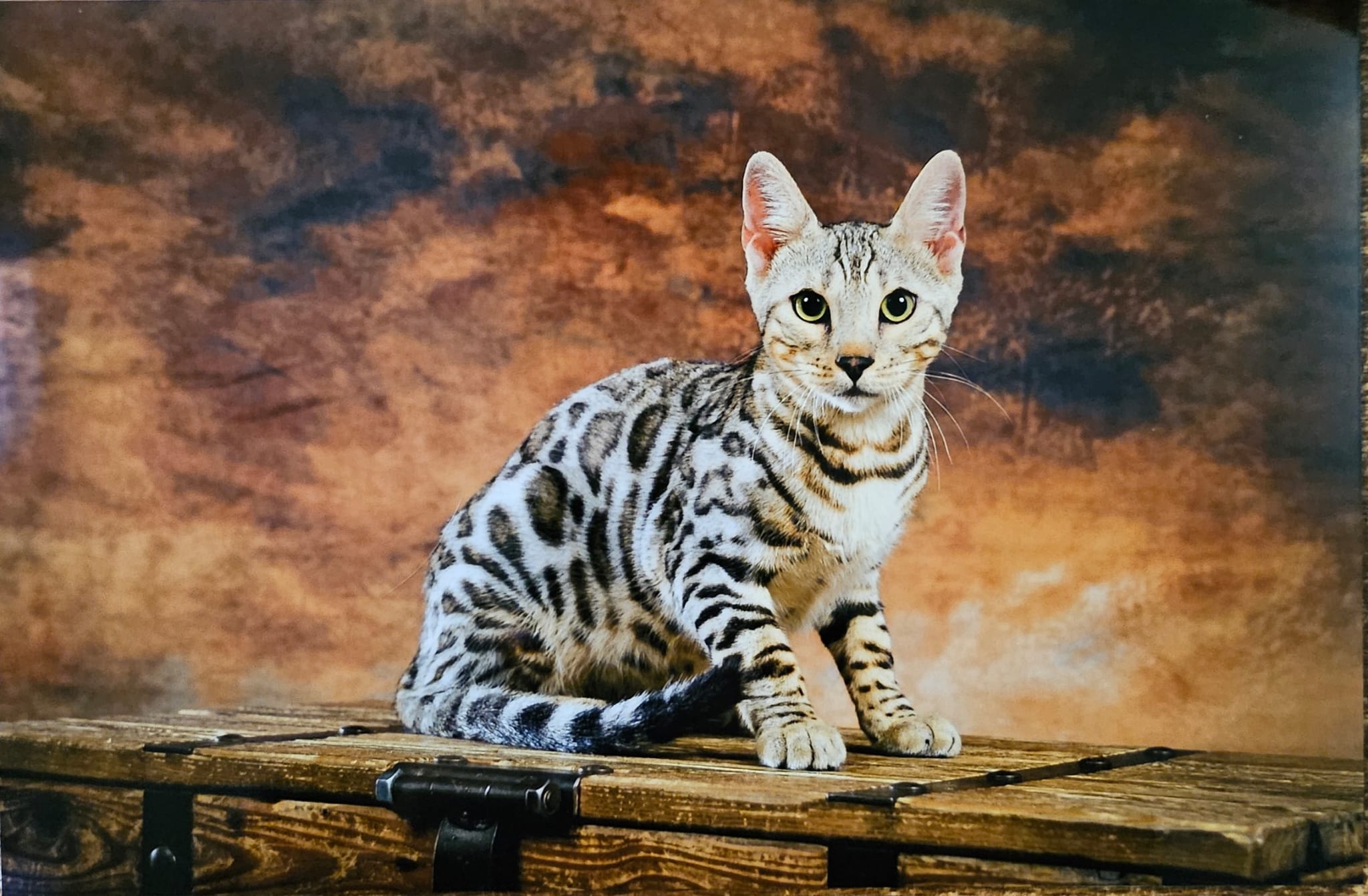 cats