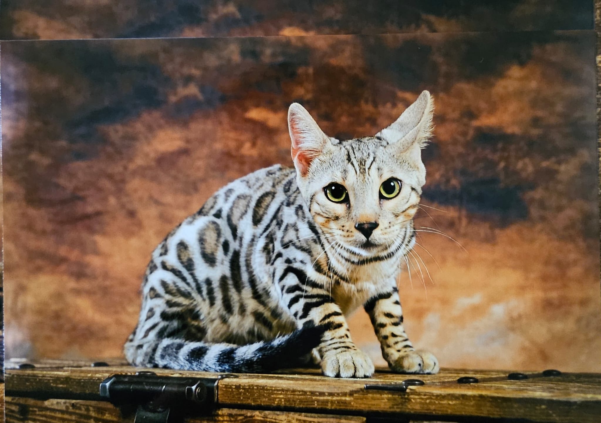 cats