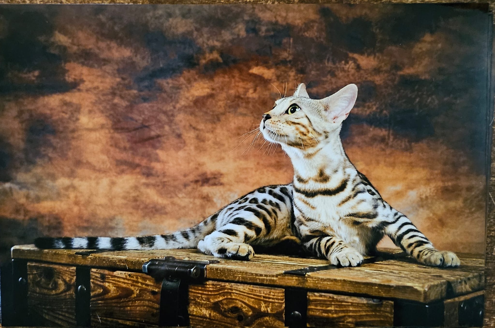 cats