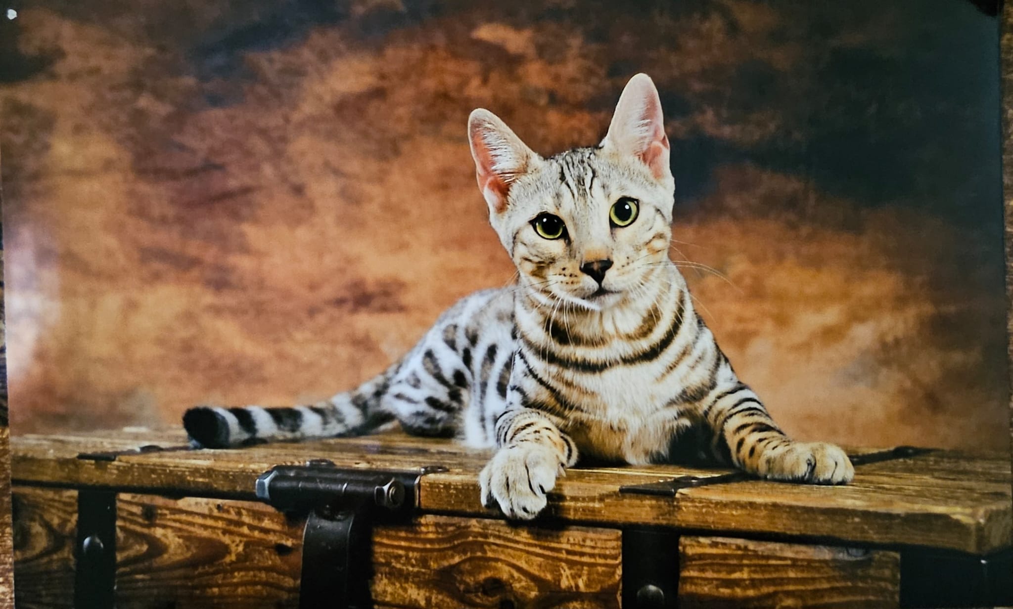 cats