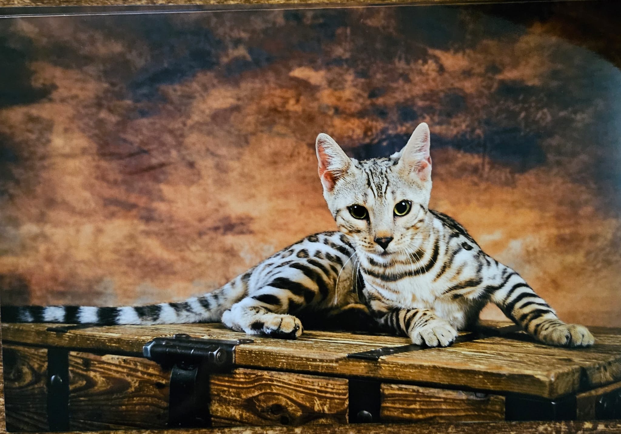 cats
