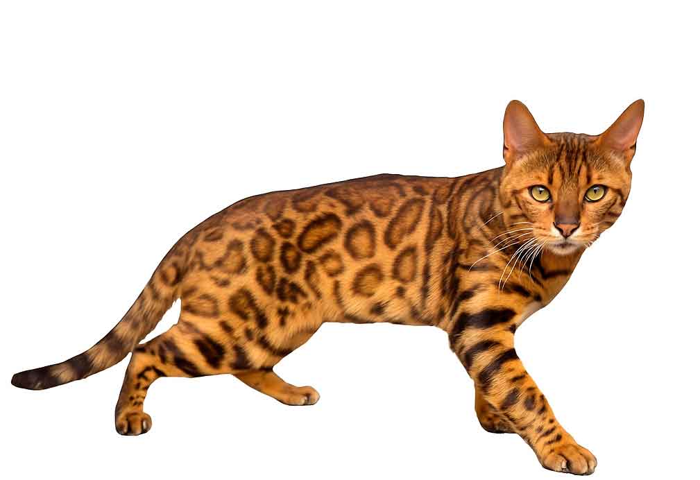 cats